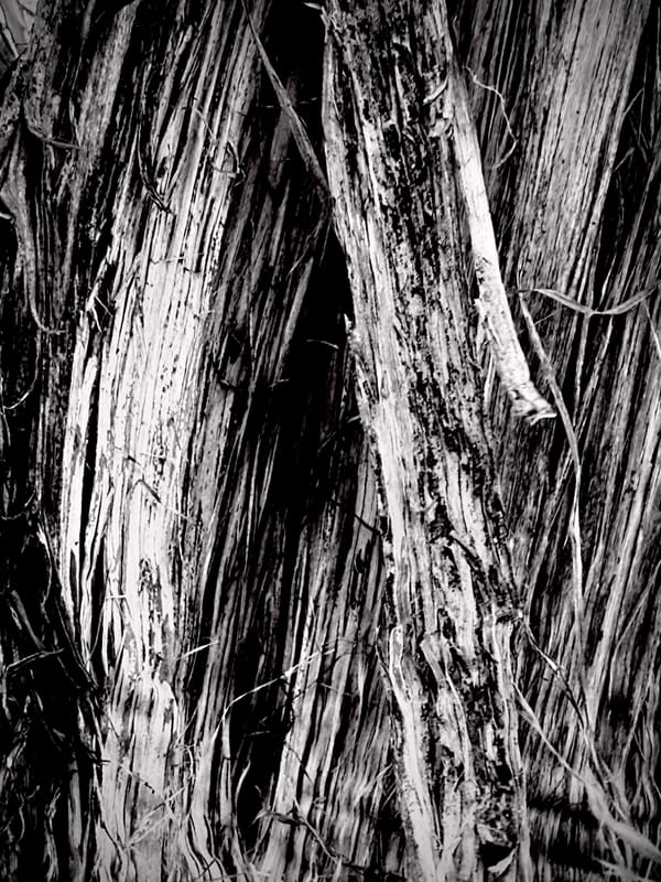 Bandcamp Reviews: One Leg One Eye & Numün Reviewed